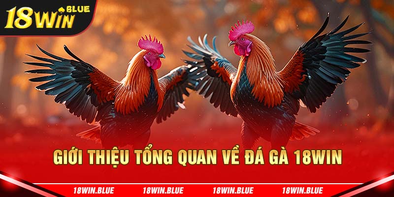 Giới Thiệu Tổng Quan Về Đá Gà 18Win